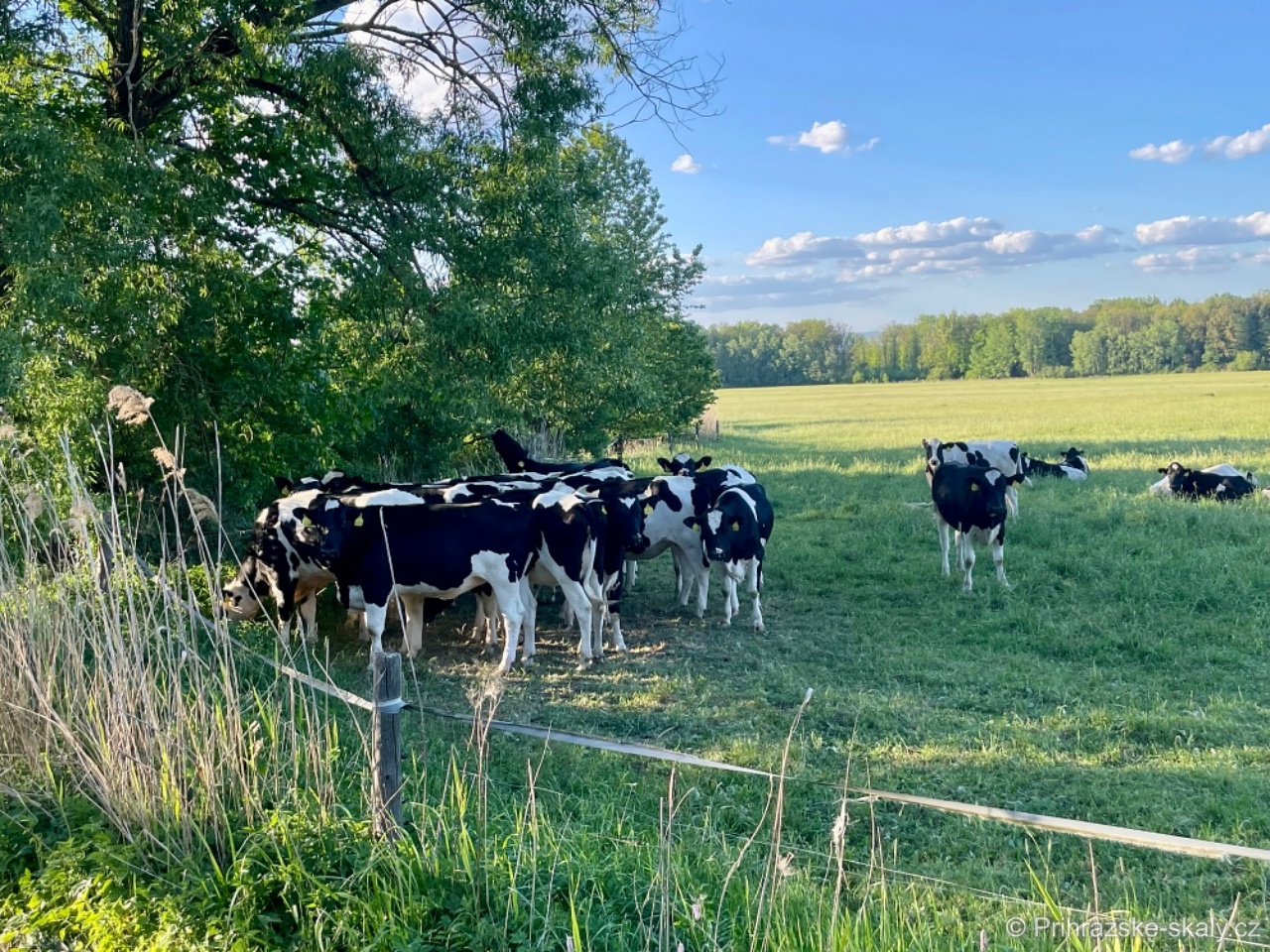 Pastviny u Příhraz